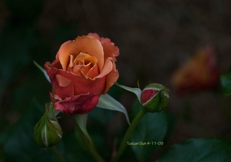 photo Garden4-11-09-16.jpg